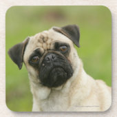 セットされるパグの頭部カメラを見ます コースター (正面)