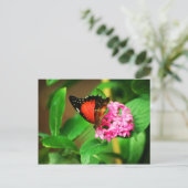 セトシア・ビブリス ポストカード (スタンド正面)