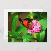 セトシア・ビブリス ポストカード (正面/裏面)