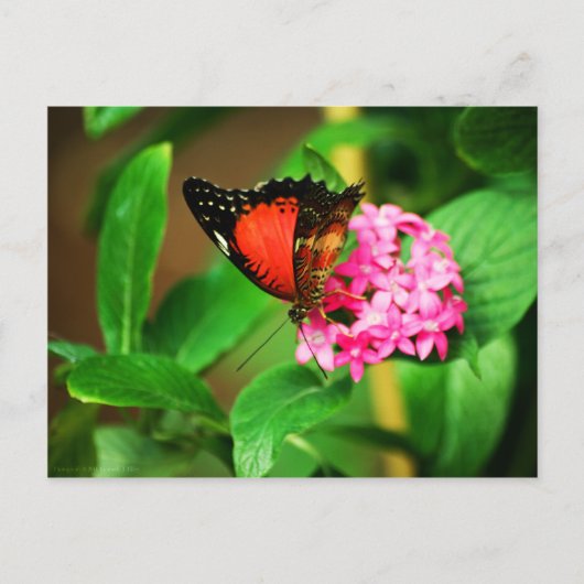 セトシア・ビブリス ポストカード (正面)