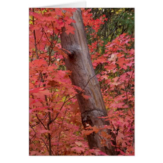 セドナの秋 (正面)