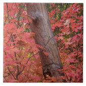 セドナの秋 タイル (正面)