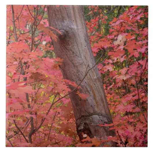 セドナの秋 タイル (正面)