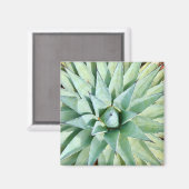 セドナグリーンアガベ植物磁石 マグネット (正面/裏面)