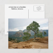 セドナツリー ポストカード (正面/裏面)