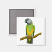 セネガルのオウム磁石 マグネット (正面/裏面)