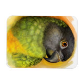 セネガルのオウム絵画リアル マグネット (横)