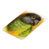 セネガルのオウム絵画リアル マグネット (左側)