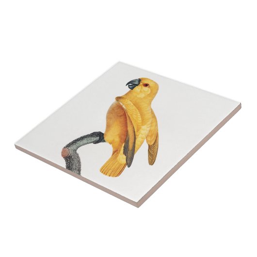 セネガルのオウム タイル (側面)