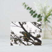 セネガルのオウム ポストカード (スタンド正面)