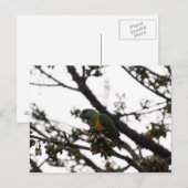 セネガルのオウム ポストカード (正面/裏面)