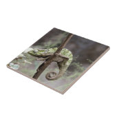 セネガルのカメレオン、Chamaeleoのsenegalensis タイル (側面)