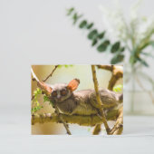 セネガルセンザンコウ (Galago Senegalensis) ポストカード (スタンド正面)