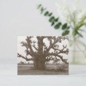 セネガルバオバブツリー ポストカード (スタンド正面)