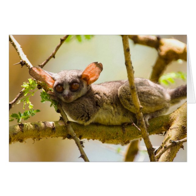 セネガルブッシュベイビー (Galago Senegalensis) (正面横)