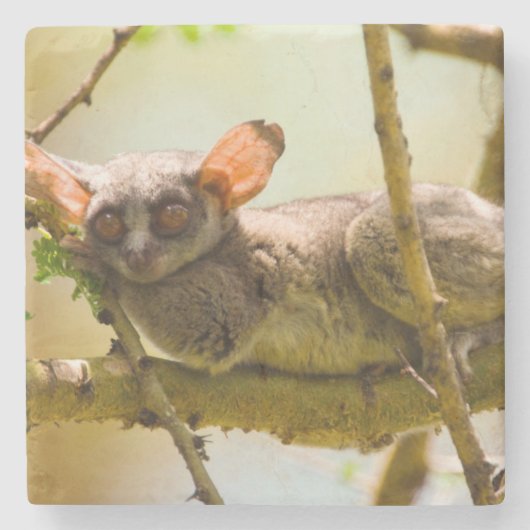 セネガルブッシュベイビー（Galago senegalensis） ストーンコースター (正面)