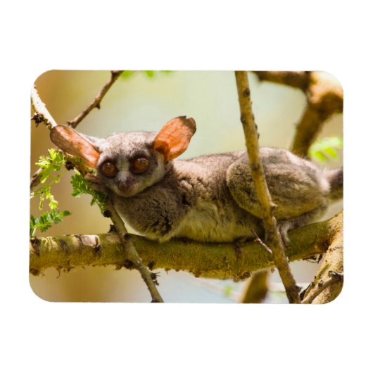 セネガルブッシュベイビー (Galago senegalensis) マグネット (横)