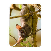 セネガルブッシュベイビー (Galago senegalensis) マグネット (縦)