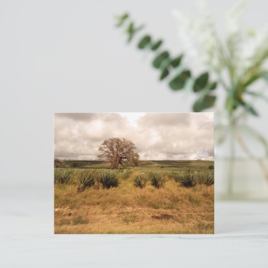 セネガル景観 ポストカード (スタンド正面)