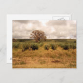 セネガル景観 ポストカード (正面/裏面)