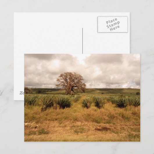 セネガル景観 ポストカード (正面/裏面)