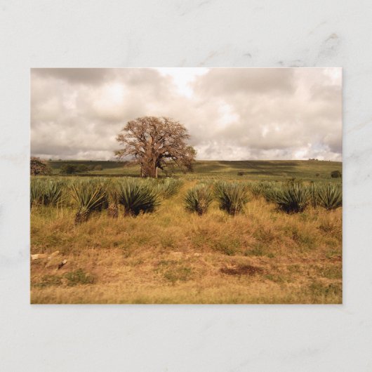 セネガル景観 ポストカード (正面)