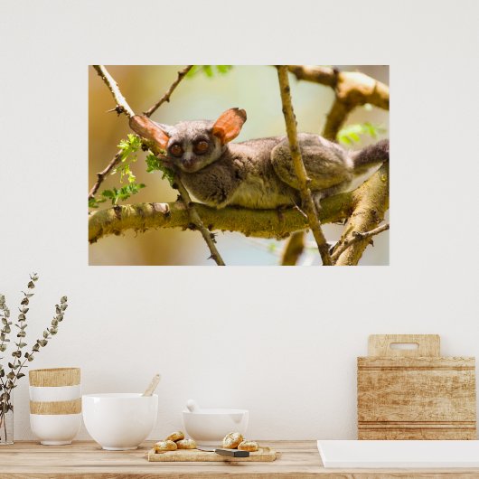 セネガル・ブシュベビー(ガラゴ・セネガレンシス) ポスター (キッチン)