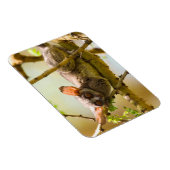 セネガル・ブシュベビー（ガラゴ・セネガレンシス） マグネット (右側)