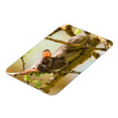 セネガル・ブシュベビー（ガラゴ・セネガレンシス） マグネット (左側)