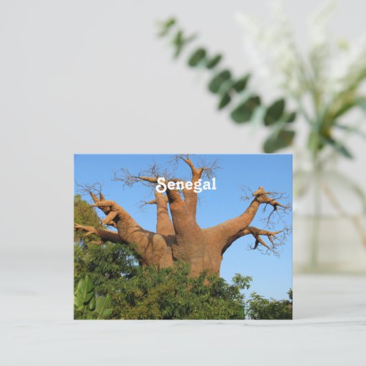セネガル ポストカード (スタンド正面)