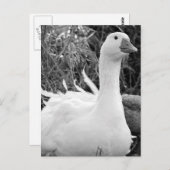 セバストポルグース ポストカード (正面/裏面)
