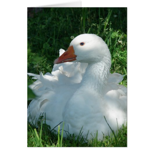 セビーをグージー (正面)