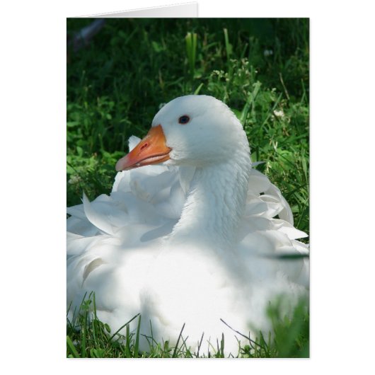 セビー·グース (正面)