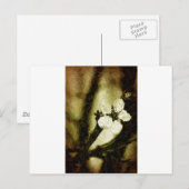 セピアさくらんぼ ポストカード (正面/裏面)