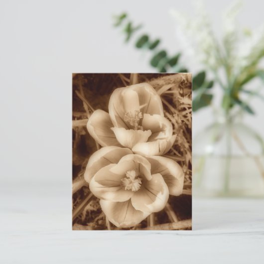 セピアのクロッカス ポストカード (スタンド正面)