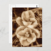 セピアのクロッカス ポストカード (正面/裏面)