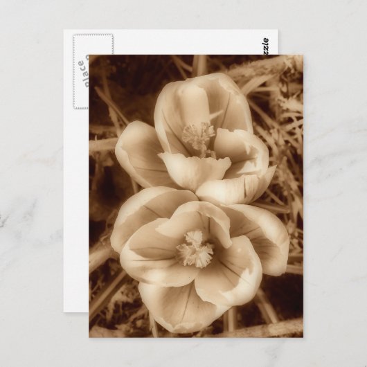 セピアのクロッカス ポストカード (正面/裏面)