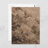 セピアの光に向かう芍薬 ポストカード (正面/裏面)