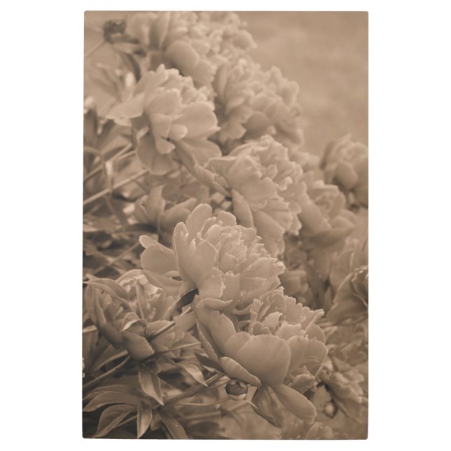 セピアの牡丹 メタルプリント (正面)