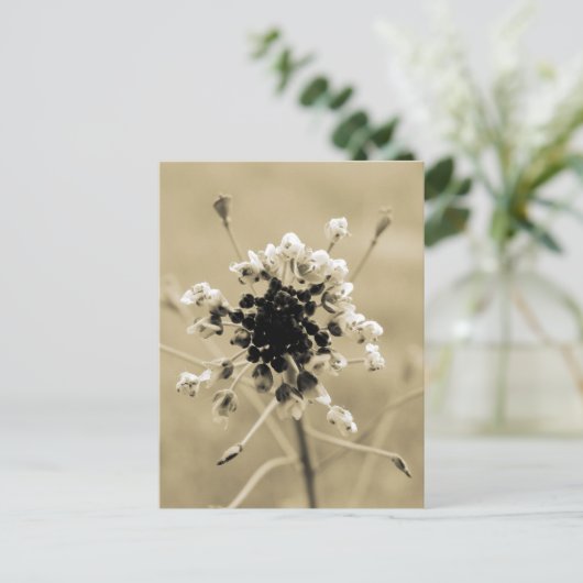 セピアの羊飼いの財布 ポストカード (スタンド正面)