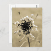 セピアの羊飼いの財布 ポストカード (正面/裏面)