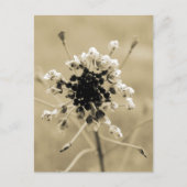 セピアの羊飼いの財布 ポストカード (正面)