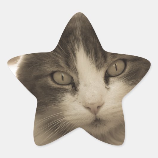 セピアの美しい猫スタイル 星シール (正面)