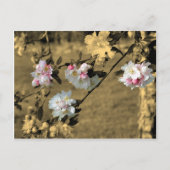 セピアの花のポストカードに咲く花 ポストカード (正面)