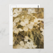 セピアの野草 ポストカード (正面/裏面)