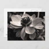セピアアネモン花の写真はがき ポストカード (正面/裏面)