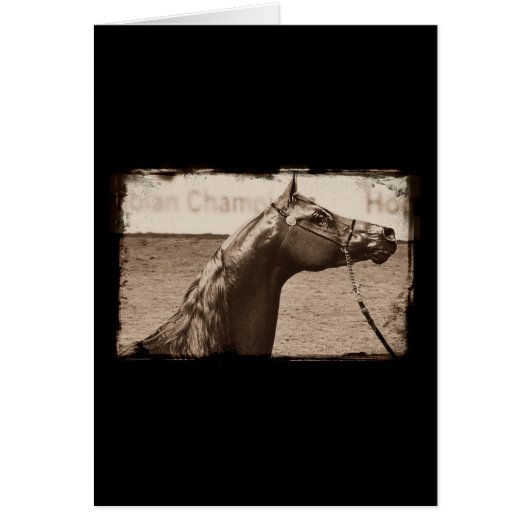 セピアアラビアンスタリオン (正面)