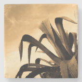 セピアアロエ植物写真 ストーンコースター (正面)