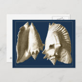 セピアコンチシーシェル ポストカード (正面/裏面)