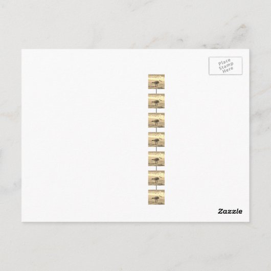 セピアシーガル葉書 ポストカード (裏面)